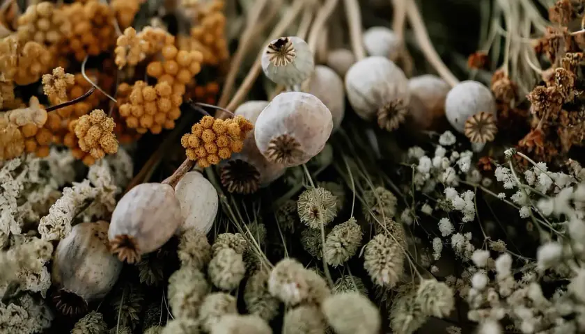 En bukett med torkade blommor, vallmofrökapslar och gula eterneller. Vackra detaljer som skapar en känsla av höst och natur.