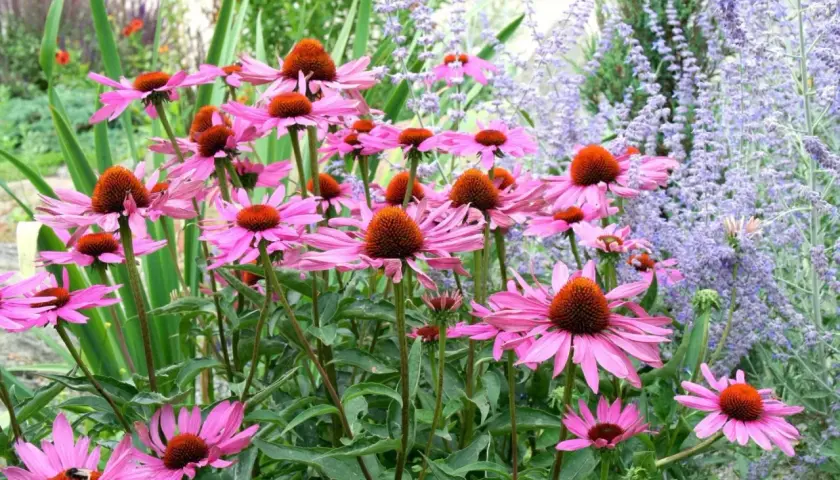 En grupp rosa solhatt magnus blommor med orange mitt. Bakom syns lila lavendelblommor.