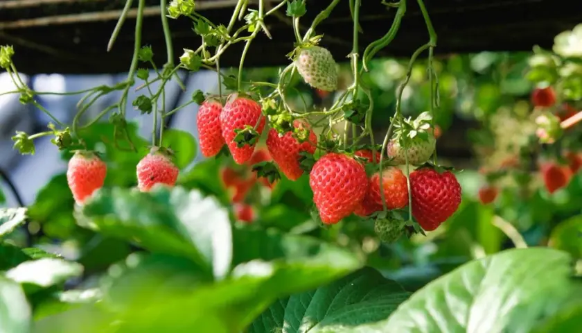 Mogna och gröna fragaria ananassa hänger från plantan, redo att plockas.
