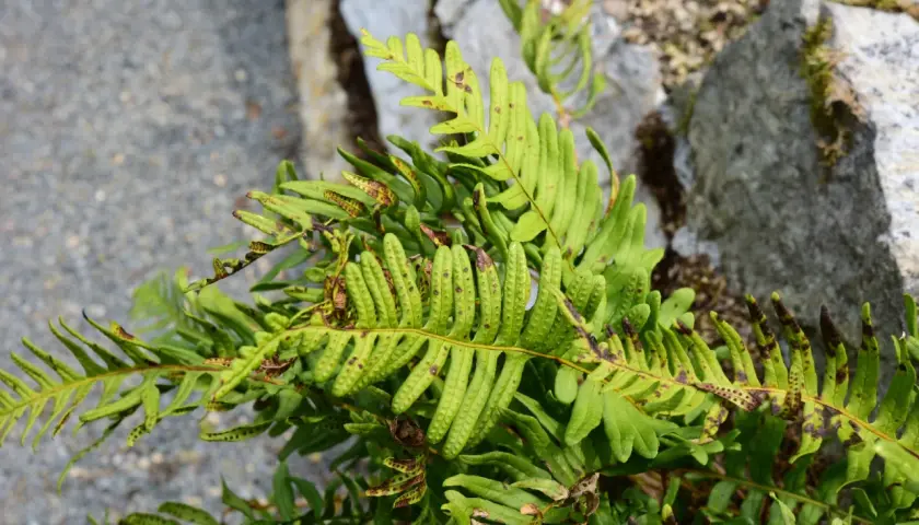Grönt ormbunksblad av Polypodium vulgare med bruna fläckar och sporer. Stenar och grus i bakgrunden.