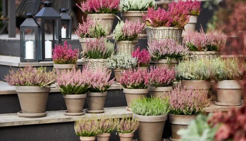 Vackert arrangerad ljung i krukor i olika nyanser av rosa, vitt och grönt. Ljungen skapar en härlig höstkänsla på trappan.
