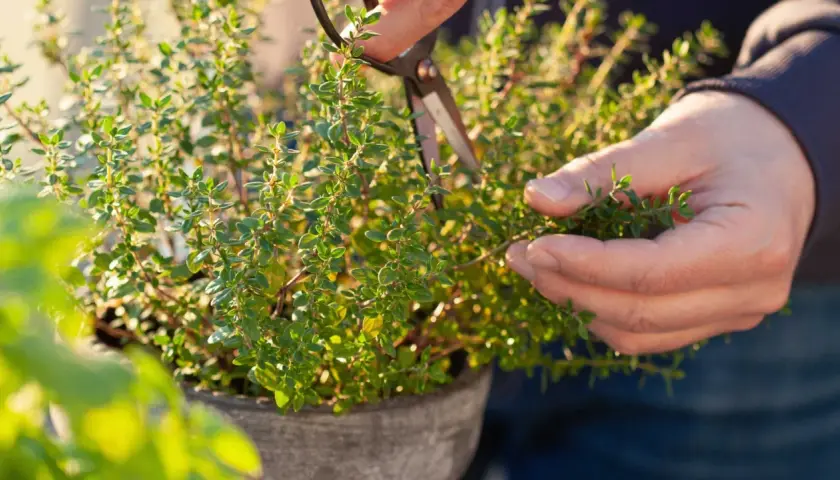 Händer klipper timjan (thymus vulgaris) i en kruka. Solen lyser på de gröna bladen.