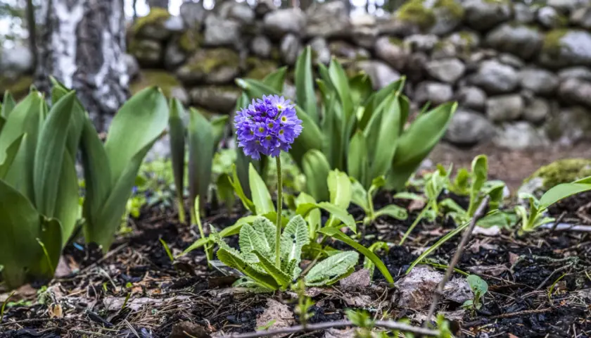 En ensam lila blomma reser sig ur jorden, omgiven av gröna blad och en stenmur. En vacker påminnelse om svenska blommor.