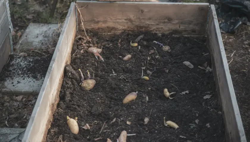 Potatisar med groddar ligger redo att odla potatis i pallkrage. Jorden är mörk och fuktig, redo för en ny skörd.