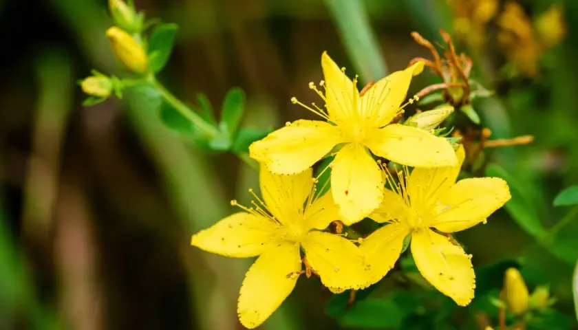 Gula blommor av **hypericum perforatum** lyser upp en grön bakgrund.