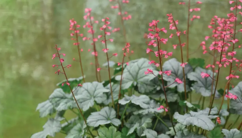 En alunrot rabatt med silverfärgade blad och små rosa blommor som sträcker sig mot ljuset.