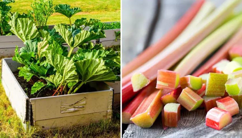 Rabarberplantan Rheum rhabarbarum växer i en upphöjd bädd. Skurna rabarberstjälkar ligger på en träyta.