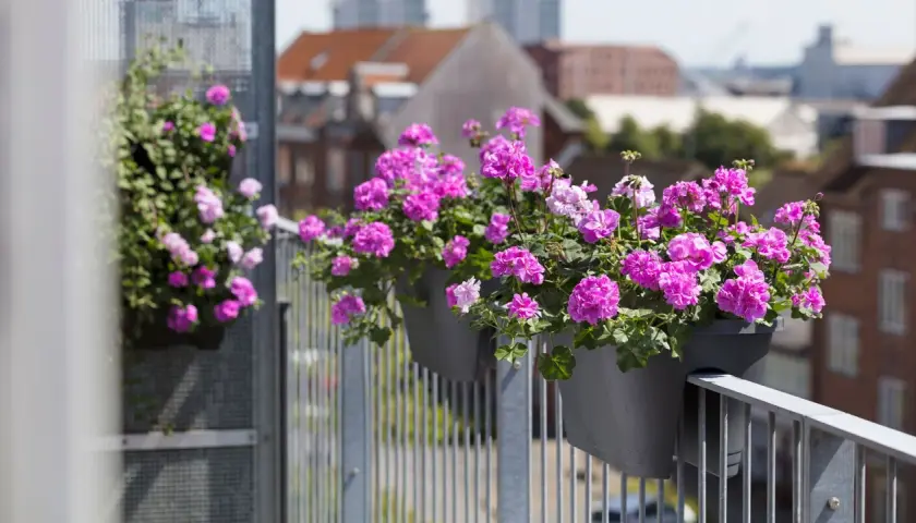 Fyllig balkonglåda med rosa pelargoner ger inspiration för en blomstrande uteplats.