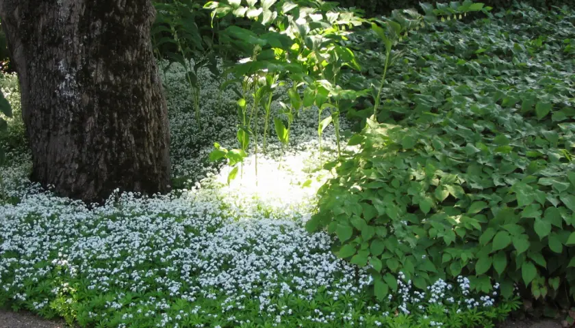 En matta av små vita blommor, troligen galium odoratum, breder ut sig vid foten av ett stort träd.