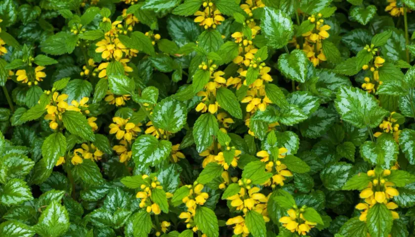 En tät matta av lamium galeobdolon med sina karakteristiska silvermönstrade blad och små, gula blommor som lyser upp i gröngräset.