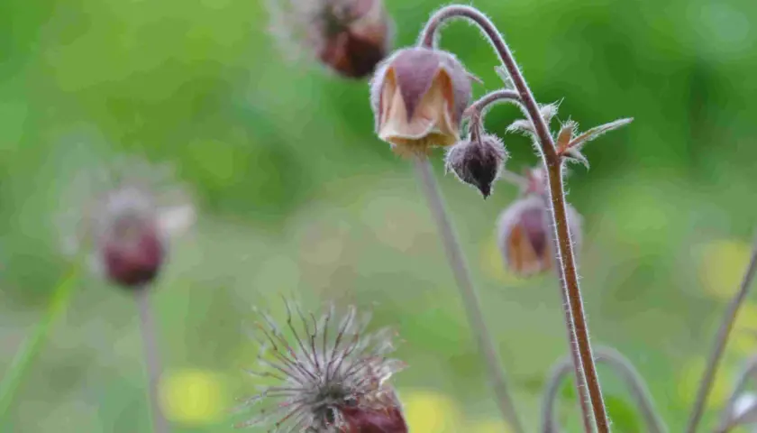 Närbild på en geum rivale med sina karaktäristiska, duniga fröställningar och hängande blommor mot en suddig grön bakgrund.