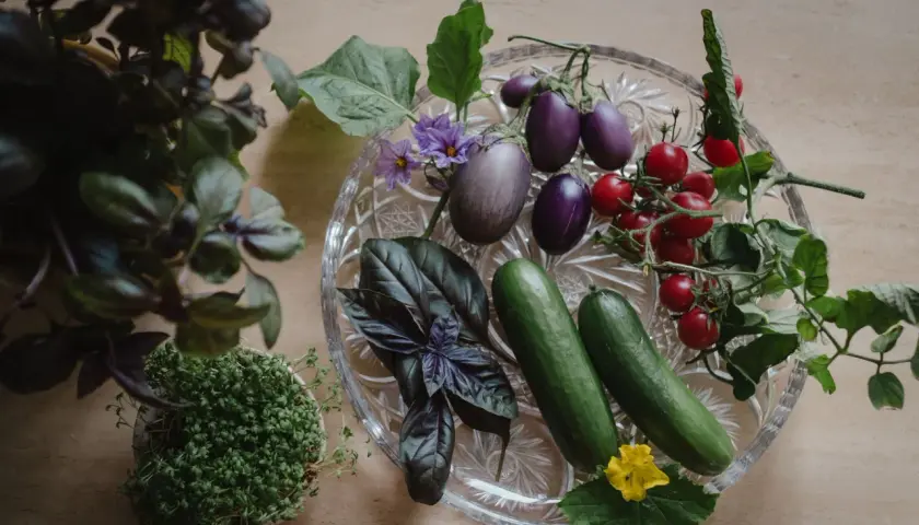 Färska grönsaker från vertikal odling: aubergine, tomater, gurka, basilika och krasse.
