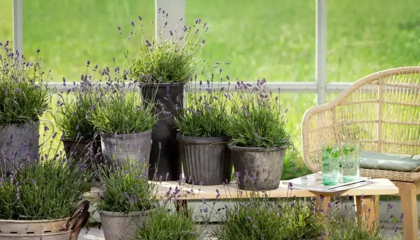 Många krukor med lila lavendelblommor står på en trähylla, perfekt för en somrig balkong.