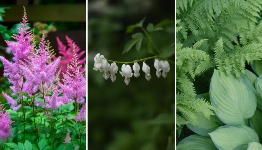 Rosa astilbe, vita hjärtblommor och gröna ormbunkar trivs i perenn skugga.