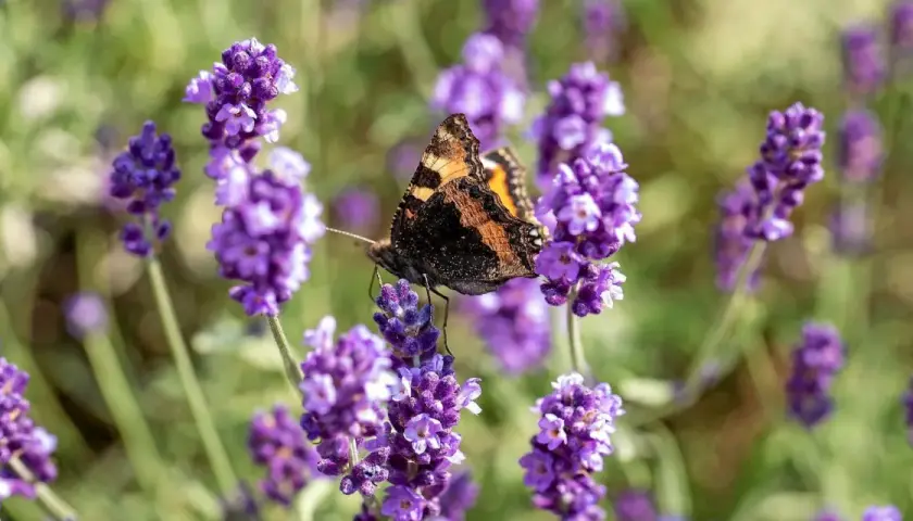 En fjäril sitter på en blommande lavendel perenn.