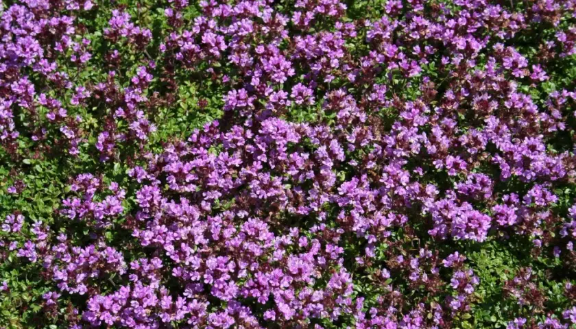 Täckt av lila blommor och gröna blad, dessa backtimjan plantor sprider sig över marken.
