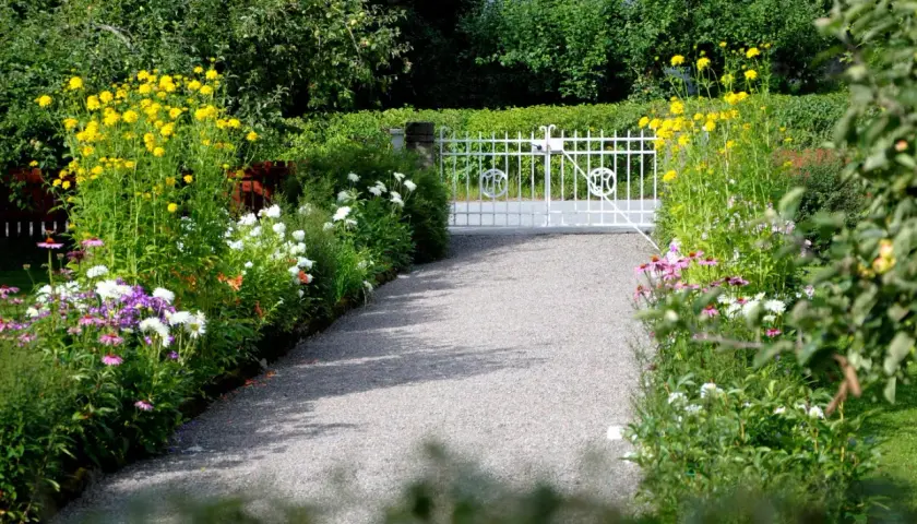 En grusväg leder till en vit grind, kantad av olika typer av blommor i gult, vitt och lila.