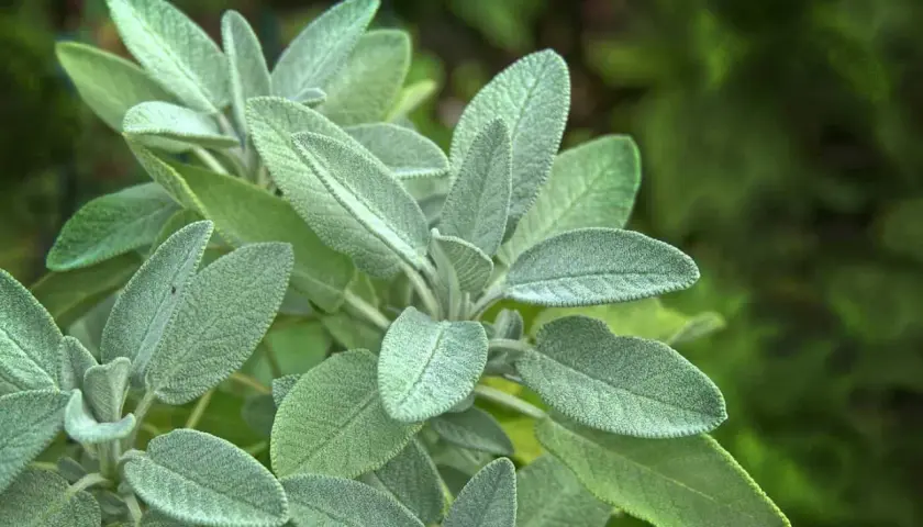 Närbild på salvia officinalis med sina sammetslena, grågröna blad. En växt som doftar underbart.