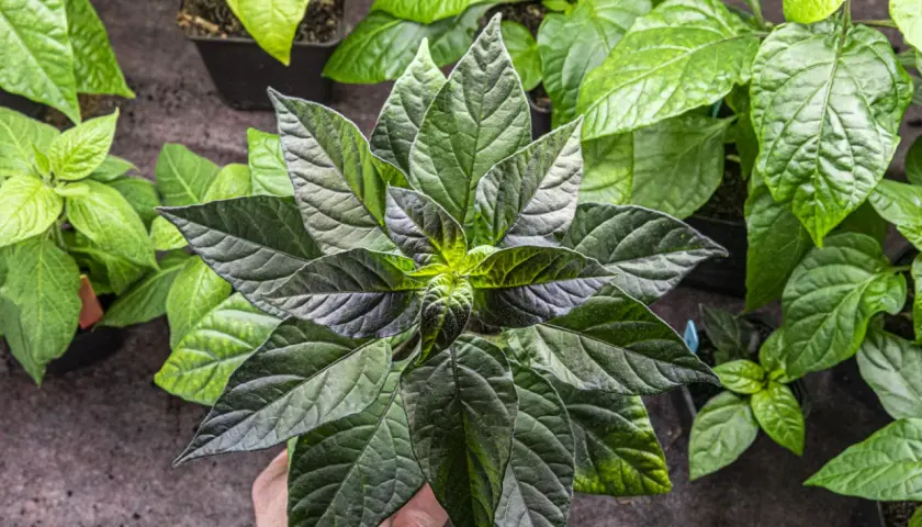 En hand håller en mörk chili planta med stora, gröna blad. Flera andra plantor syns i bakgrunden.