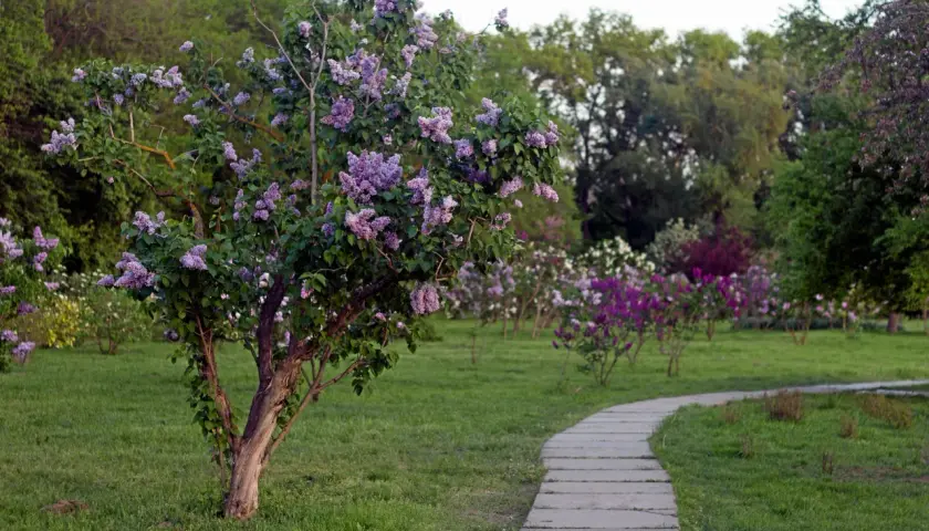 En vacker syrenbuske blommar vid en stenlagd gång i en park. En perfekt plats att plantera syren för att njuta av våren.
