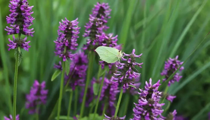 En ljusgul citronfjäril vilar på en lila blomställning av betonica officinalis.