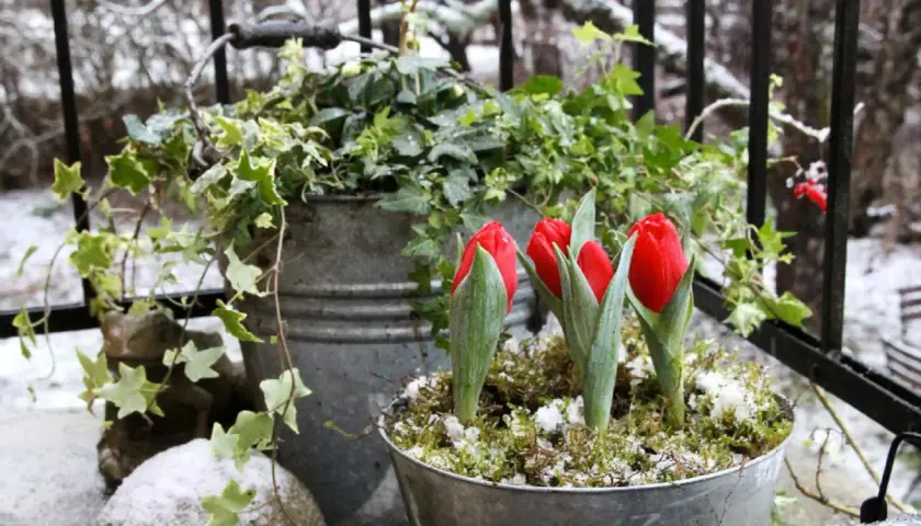 Vinterblommor ute: röda tulpaner och murgröna i zinkhinkar trotsar snön.