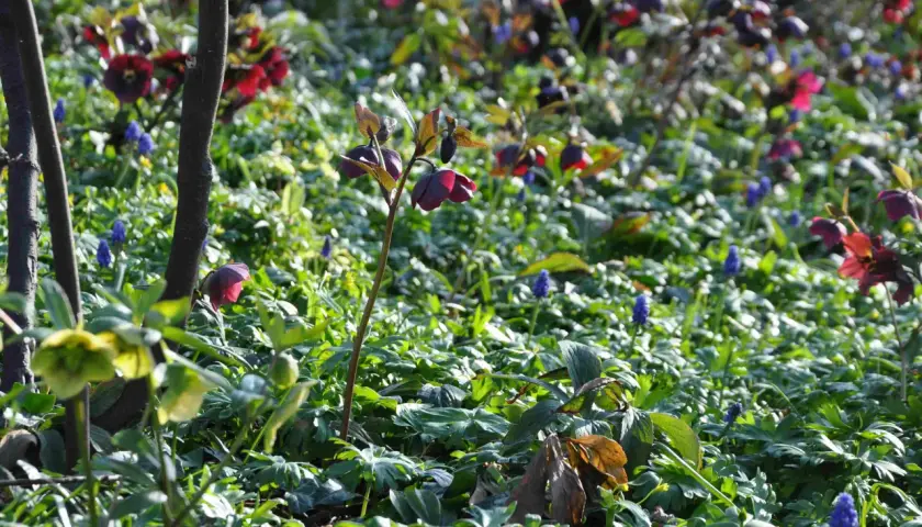 Mörka julrosor perenn blommar bland gröna blad och blåa druvhyacinter i solljus.