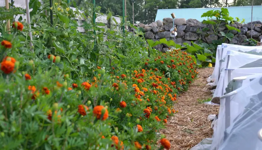 En rad med orange blommor kantas av tomatplantor som växer i en trädgård.