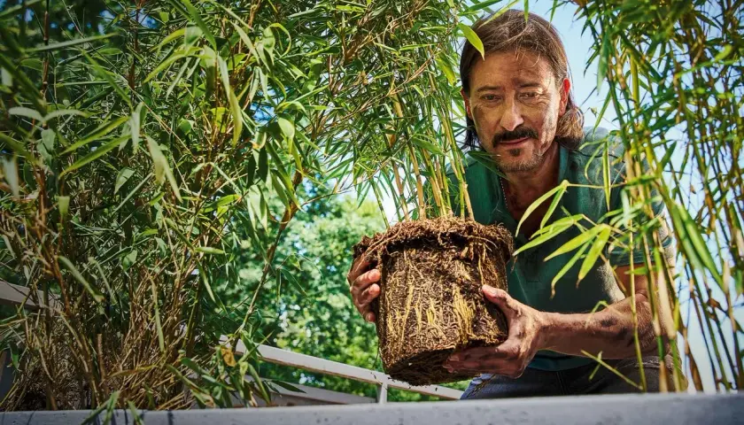 Man håller en **bambu i kruka** med välutvecklade rötter. Gröna blad och solljus.