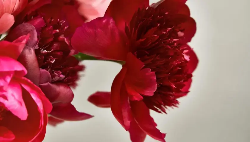 Närbild på röda och rosa pioner. Dessa blommor har en rik blommor betydelse, symboliserande kärlek och lycka.