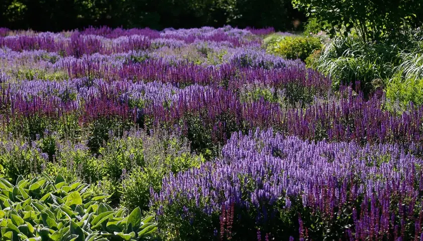 Ett fält med många lila salvia sorter som blommar i solljus.