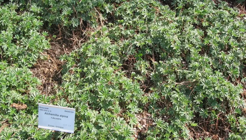 En tät matta av alchemilla alpina, även känd som fjällkåpa, täcker marken med sina karaktäristiska, handflikiga blad.