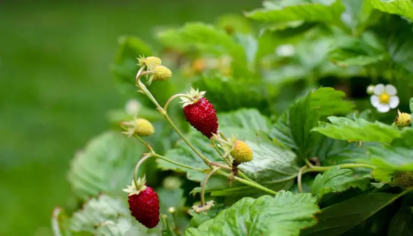 Två röda smultron hänger från en planta, redo att plockas. Plantera smultron för sommarens godaste bär.