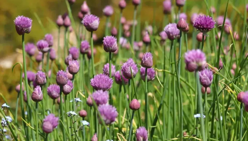 Fält av lila allium schoenoprasum blommor, med gröna stjälkar och suddig bakgrund.