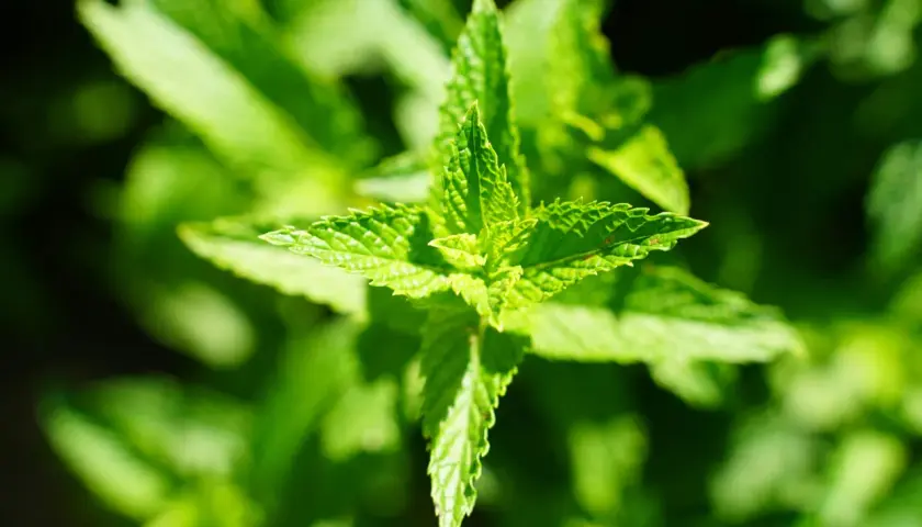 Närbild på en grön citronmeliss perenn med taggiga blad som sträcker sig utåt.