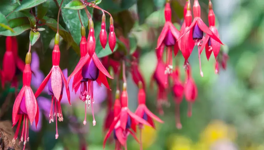 Hängande fuchsia utomhus, med sina röda kronblad och lila inre, ser ut som små balettdansöser i vinden.