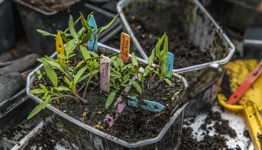 Små tomatplantor med färgglada etiketter redo att plantera ut. Jorden är fuktig och förberedd för en ny växtsäsong.