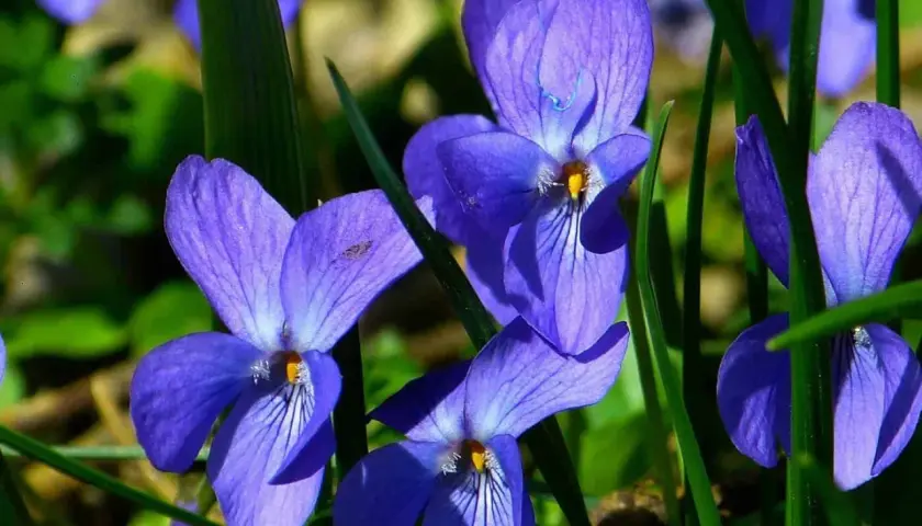 Blå violer, viola odorata, blommar i solljus. Deras sammetslena kronblad och gröna bladverk skapar en vacker vårscen.