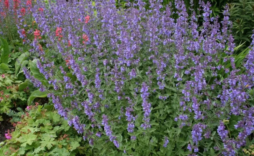 Kantnepeta - Välj rätt sort för din trädgård & skötsel