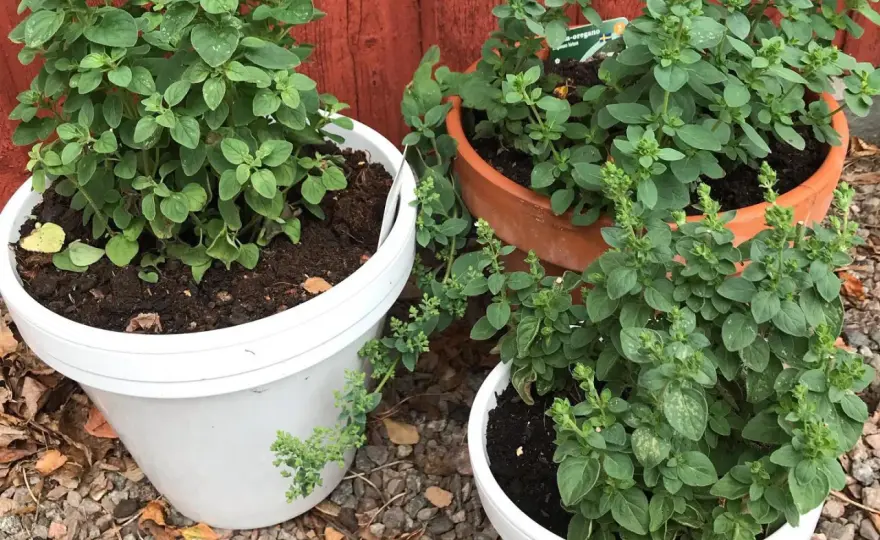 Odla oregano – Så får du maximal smak i köksträdgården
