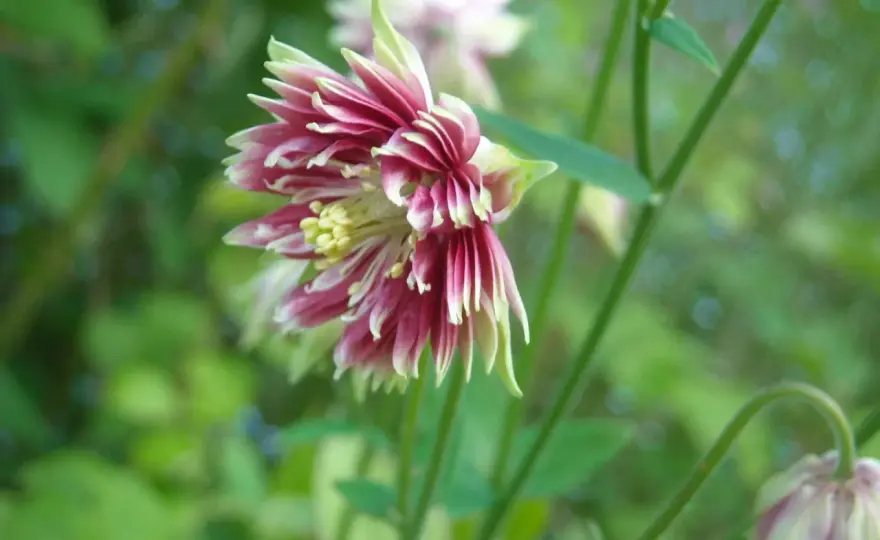 Nora Barlow akleja - Så lyckas du med dubbla blommor!
