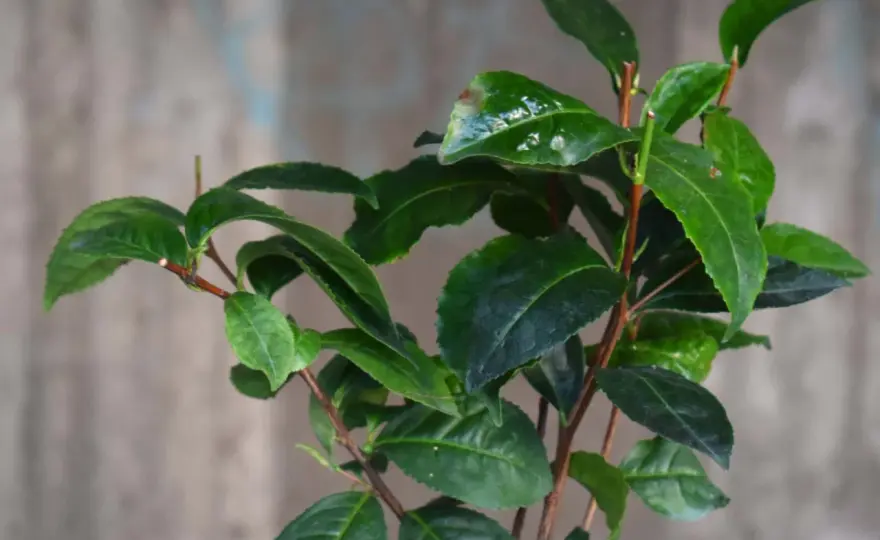 Odla tebuske i Sverige - En komplett guide för Camellia sinensis