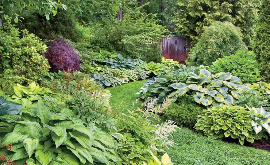 Hosta Royal Standard - Skötsel & placering för frodig växt