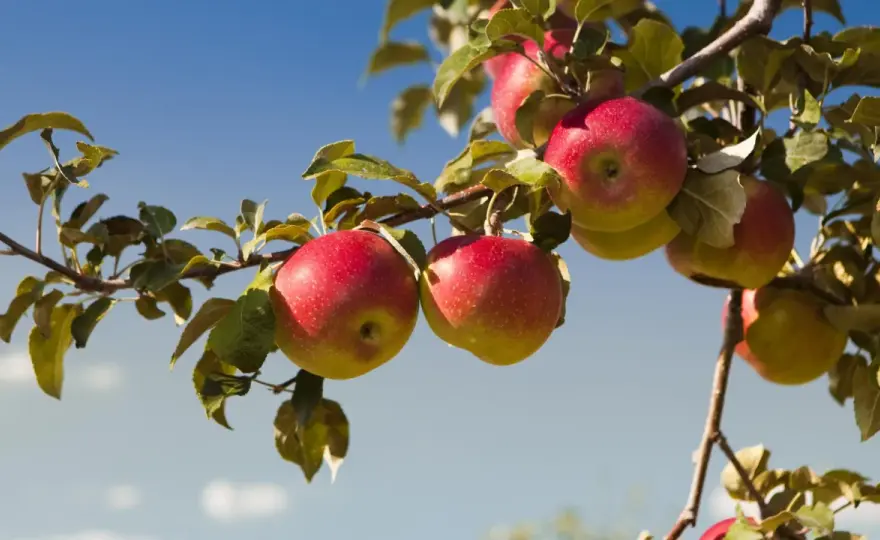Honeygold äpple - Odla & skörda i Sverige: Din kompletta guide