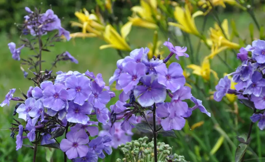 Vit flox i trädgården - Så lyckas du med blomningen