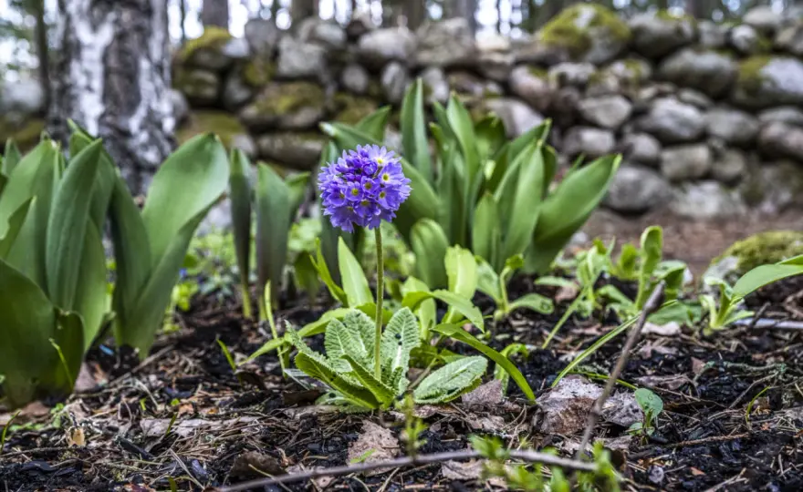 Svenska blommor i trädgården - Så lyckas du!