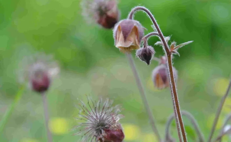 Humleblomster - Skötsel & placering för naturlig trädgård