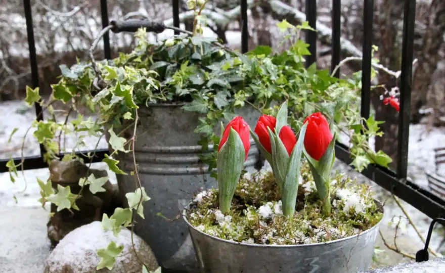 Vinterblommor ute - Få färg i trädgården året runt