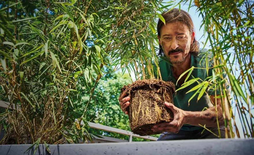 Bambu i kruka - Lyckas på balkong & uteplats – Steg för steg