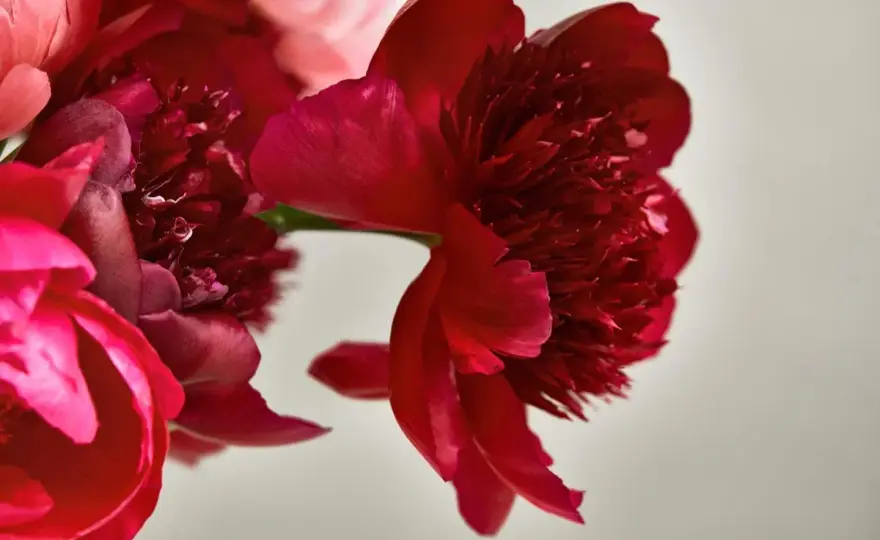 Blommors betydelse - Så tolkar du symboliken rätt